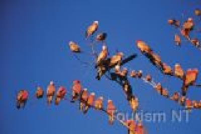 Galahs - bunt und laut-NT Tiere Galahs 2.jpg